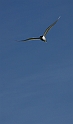 Arctic tern in flight - D